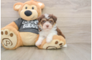 Hypoallergenic Havanese Purebred Pup