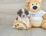 7 week old Havanese Puppy For Sale - Pilesgrove Pups