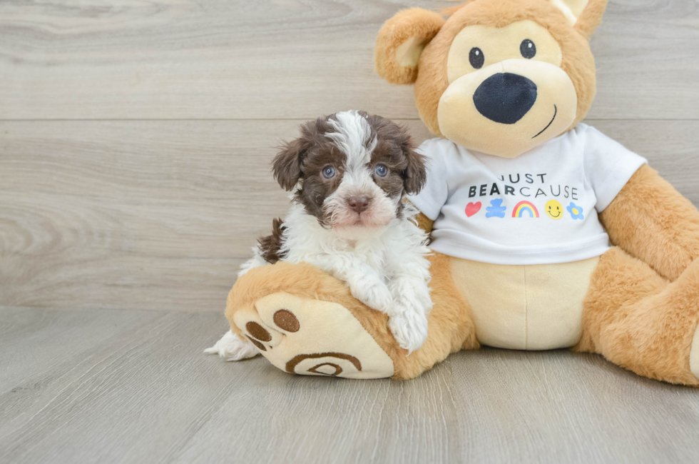 7 week old Havanese Puppy For Sale - Pilesgrove Pups