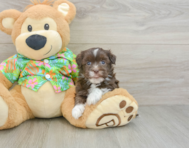 6 week old Havanese Puppy For Sale - Pilesgrove Pups