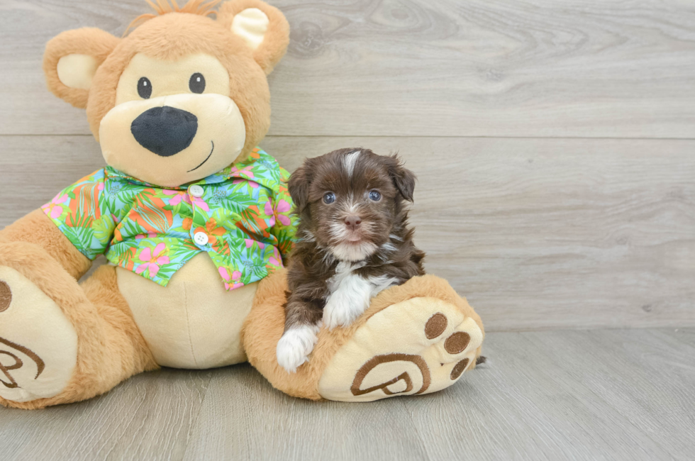 6 week old Havanese Puppy For Sale - Pilesgrove Pups