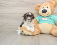 6 week old Havanese Puppy For Sale - Pilesgrove Pups