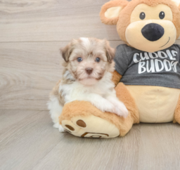 6 week old Havanese Puppy For Sale - Pilesgrove Pups