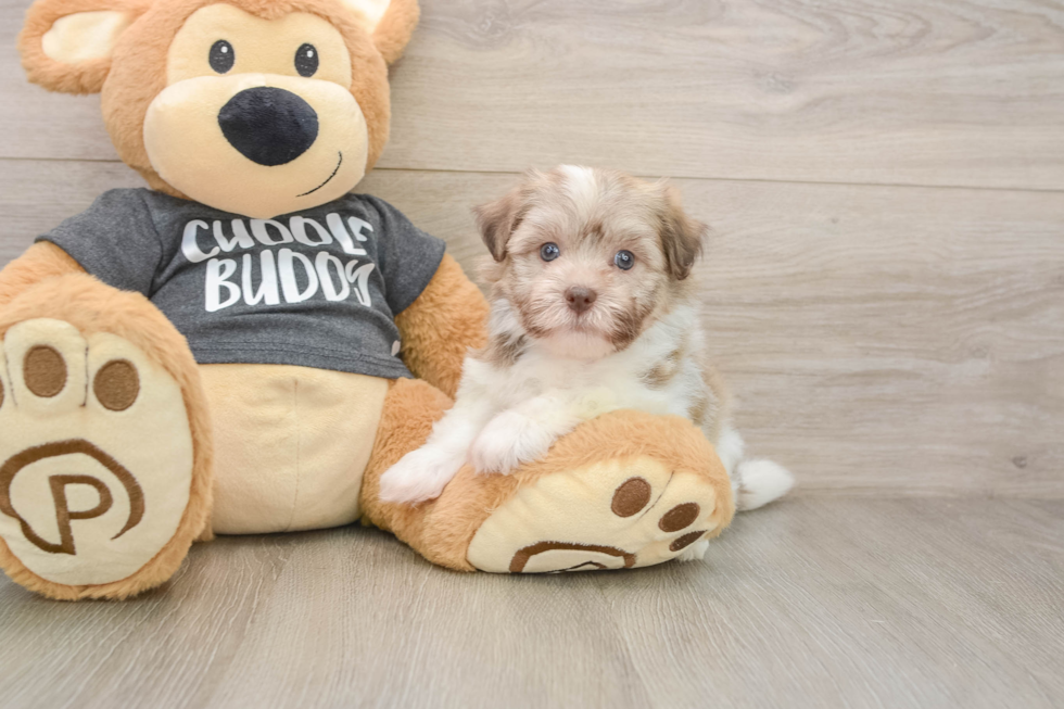 Sweet Havanese Cuban Bichon Purebred Puppy