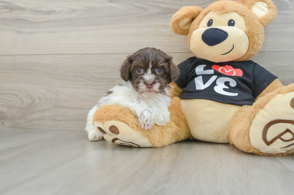 7 week old Havanese Puppy For Sale - Pilesgrove Pups