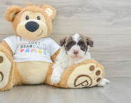 7 week old Havanese Puppy For Sale - Pilesgrove Pups