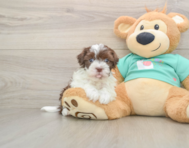 6 week old Havanese Puppy For Sale - Pilesgrove Pups
