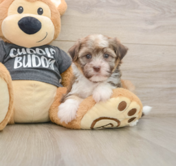6 week old Havanese Puppy For Sale - Pilesgrove Pups