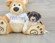 7 week old Havanese Puppy For Sale - Pilesgrove Pups