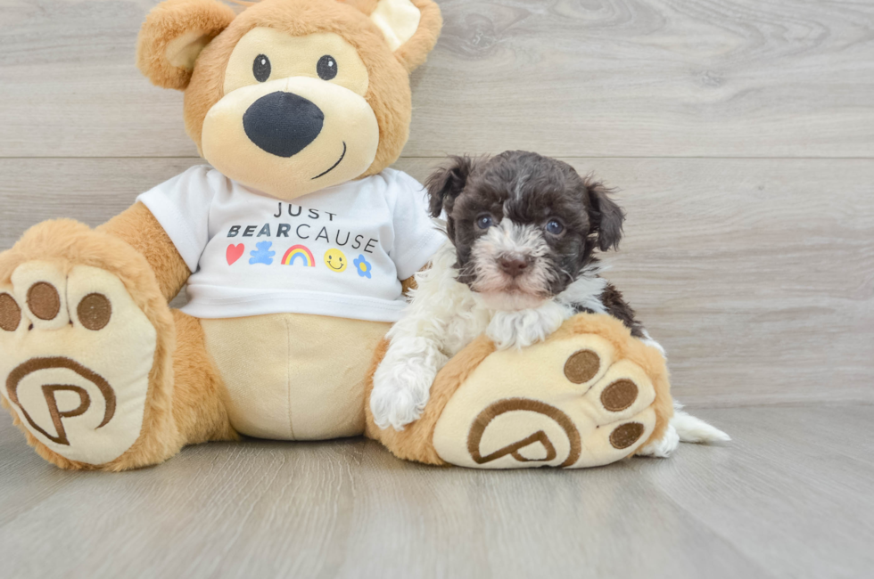 7 week old Havanese Puppy For Sale - Pilesgrove Pups