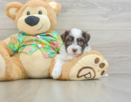 7 week old Havanese Puppy For Sale - Pilesgrove Pups