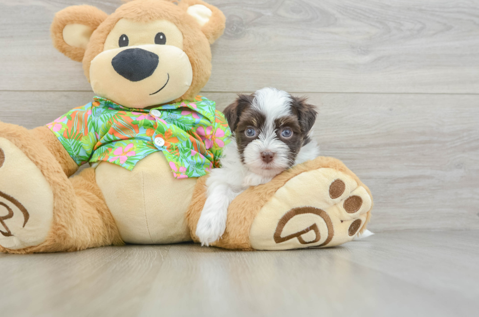6 week old Havanese Puppy For Sale - Pilesgrove Pups