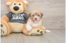 Cute Bichon Habanero Purebred Puppy