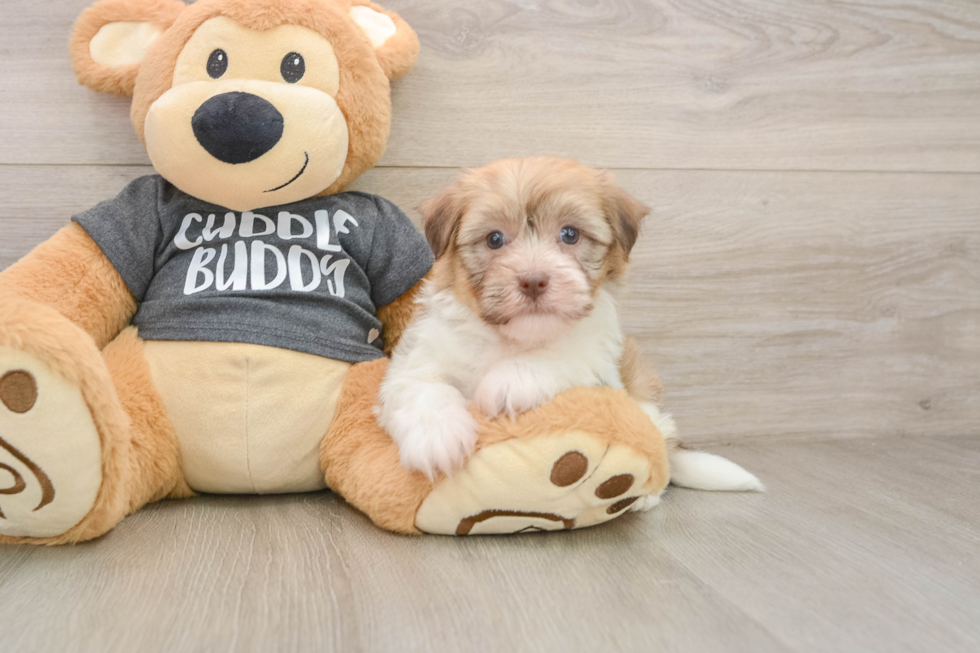 Cute Bichon Habanero Purebred Puppy