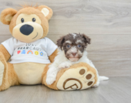 7 week old Havanese Puppy For Sale - Pilesgrove Pups