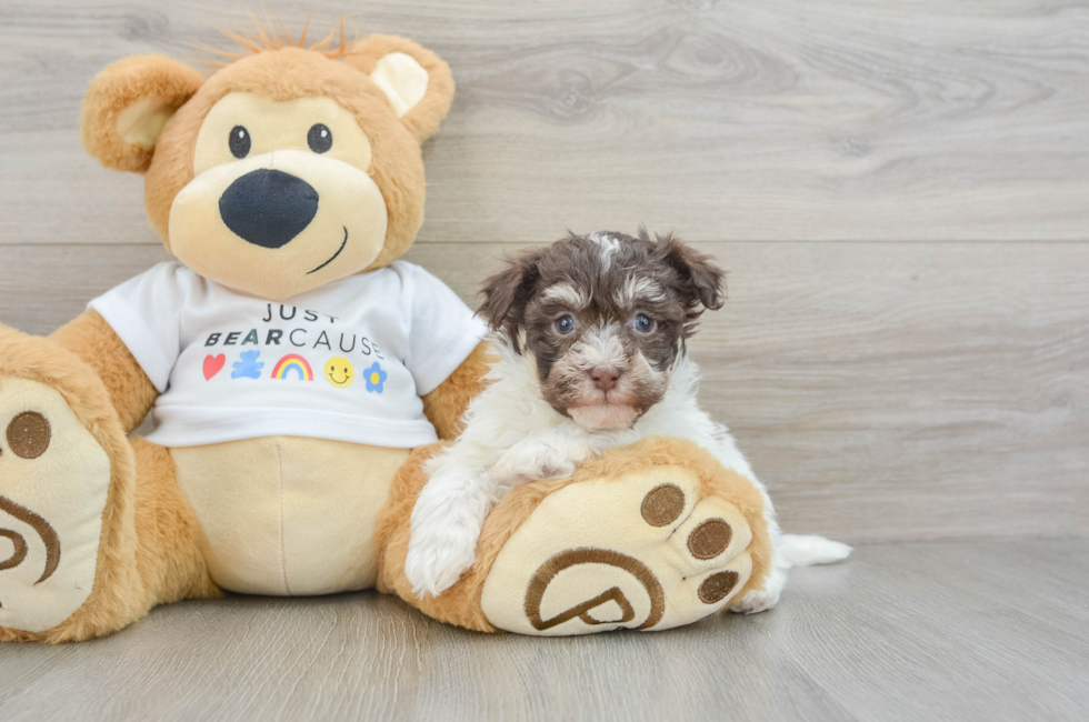 7 week old Havanese Puppy For Sale - Pilesgrove Pups