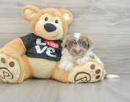 9 week old Havanese Puppy For Sale - Pilesgrove Pups