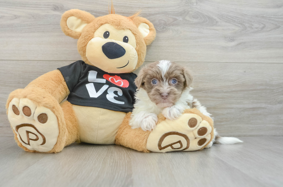 7 week old Havanese Puppy For Sale - Pilesgrove Pups