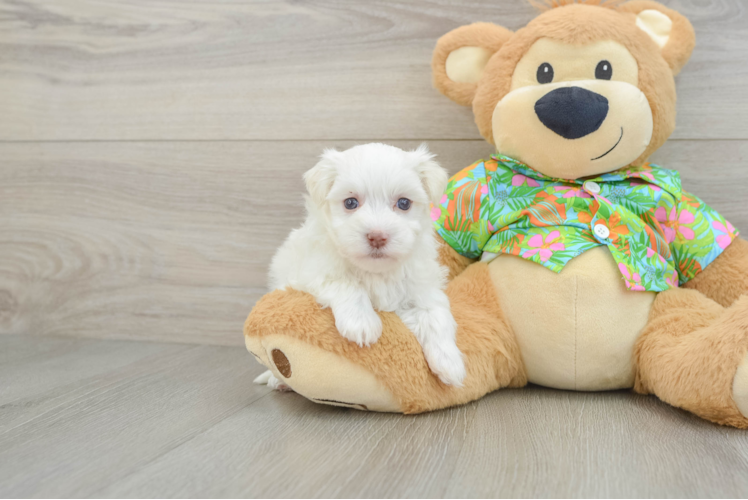 Cute Havanese Cuban Bichon Purebred Puppy