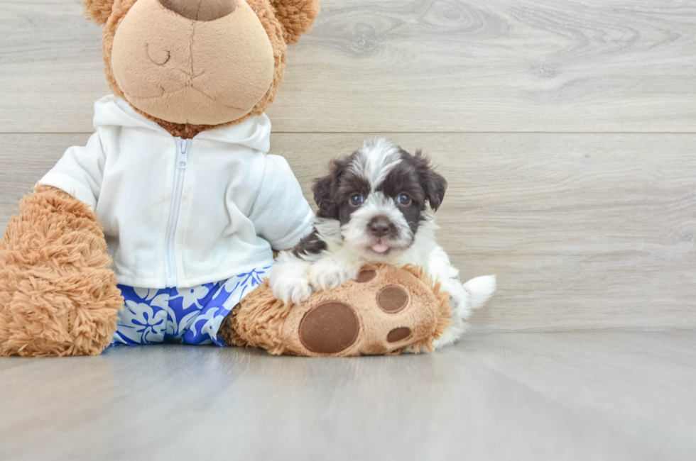 8 week old Havanese Puppy For Sale - Pilesgrove Pups