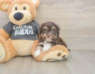 6 week old Havanese Puppy For Sale - Pilesgrove Pups