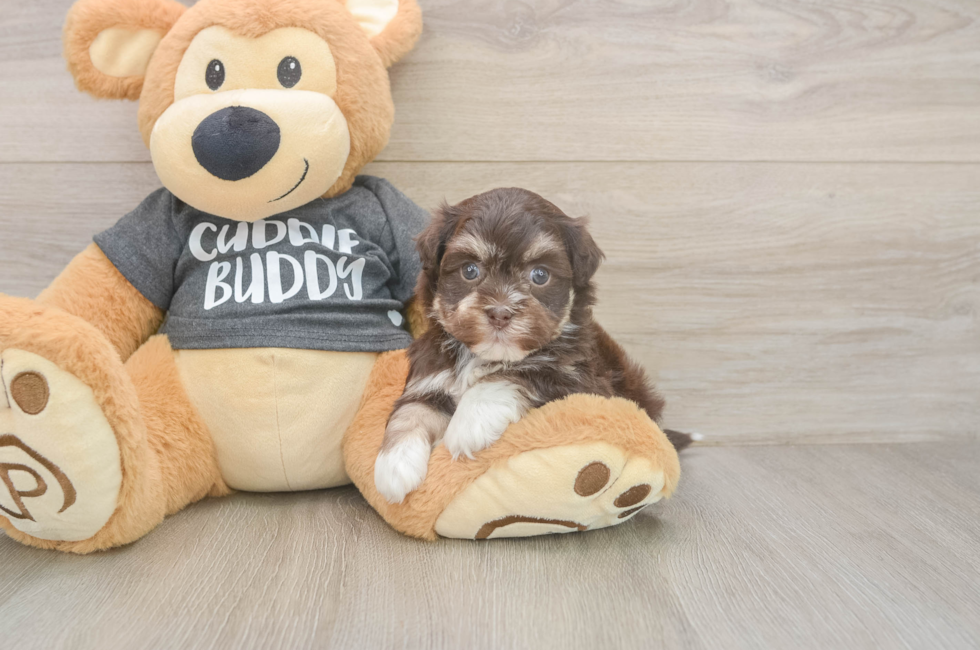 6 week old Havanese Puppy For Sale - Pilesgrove Pups