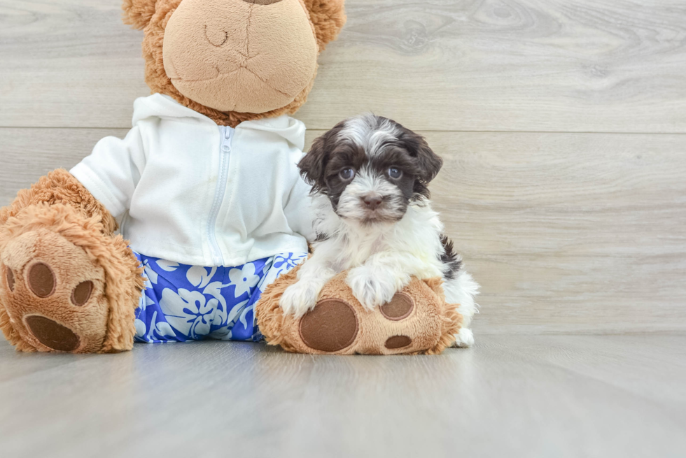 Havanese Pup Being Cute