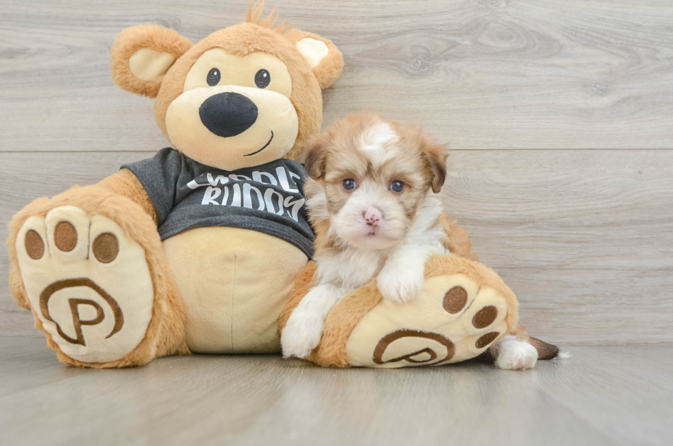 5 week old Havanese Puppy For Sale - Pilesgrove Pups