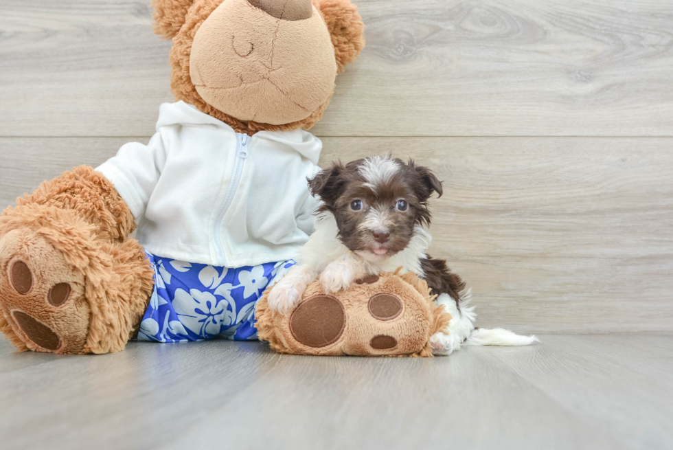 Small Havanese Purebred Pup