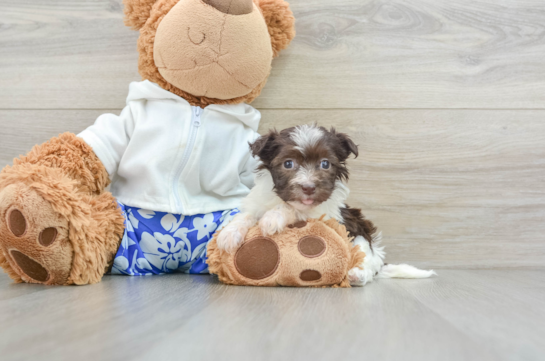 Small Havanese Purebred Pup