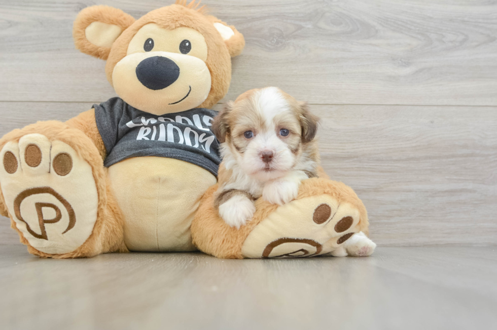 5 week old Havanese Puppy For Sale - Pilesgrove Pups