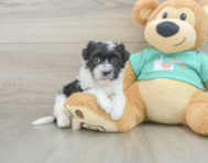 7 week old Havanese Puppy For Sale - Pilesgrove Pups