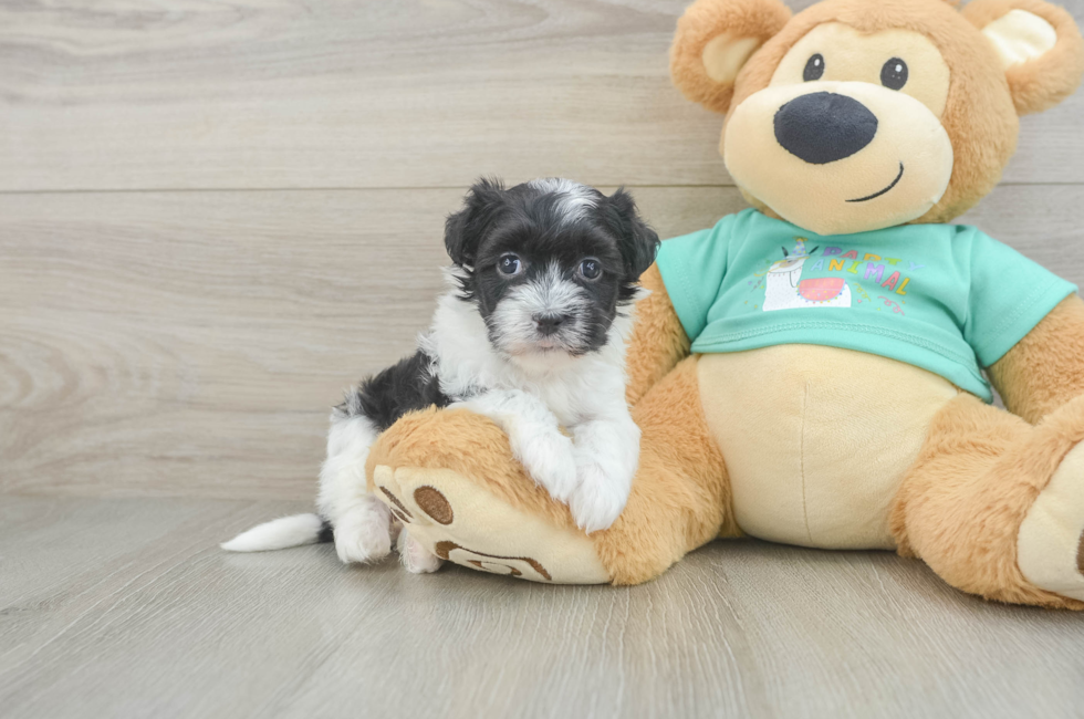 5 week old Havanese Puppy For Sale - Pilesgrove Pups