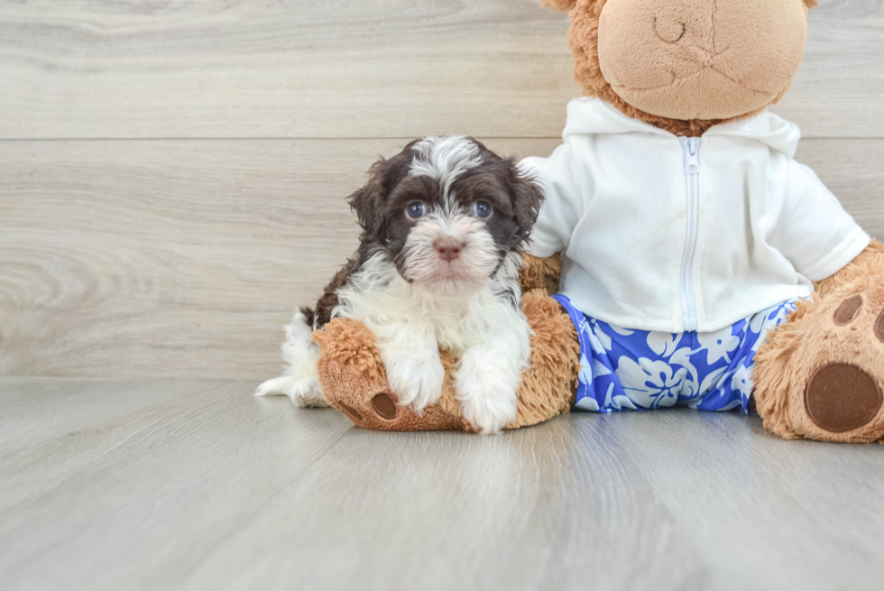 Havanese Puppy for Adoption