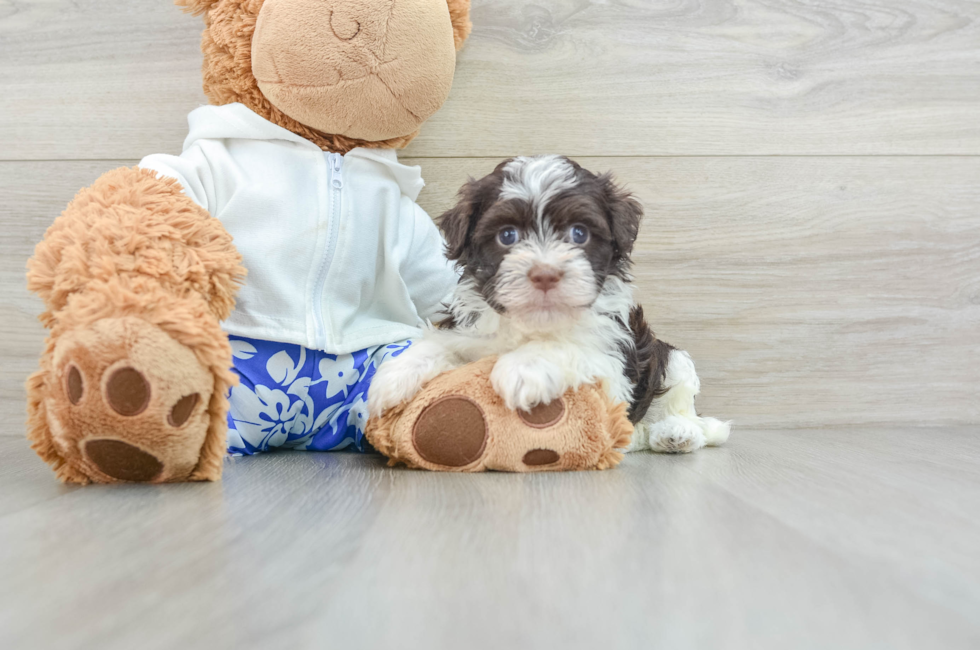 8 week old Havanese Puppy For Sale - Pilesgrove Pups