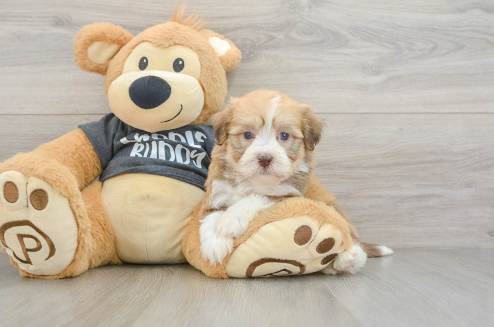 7 week old Havanese Puppy For Sale - Pilesgrove Pups