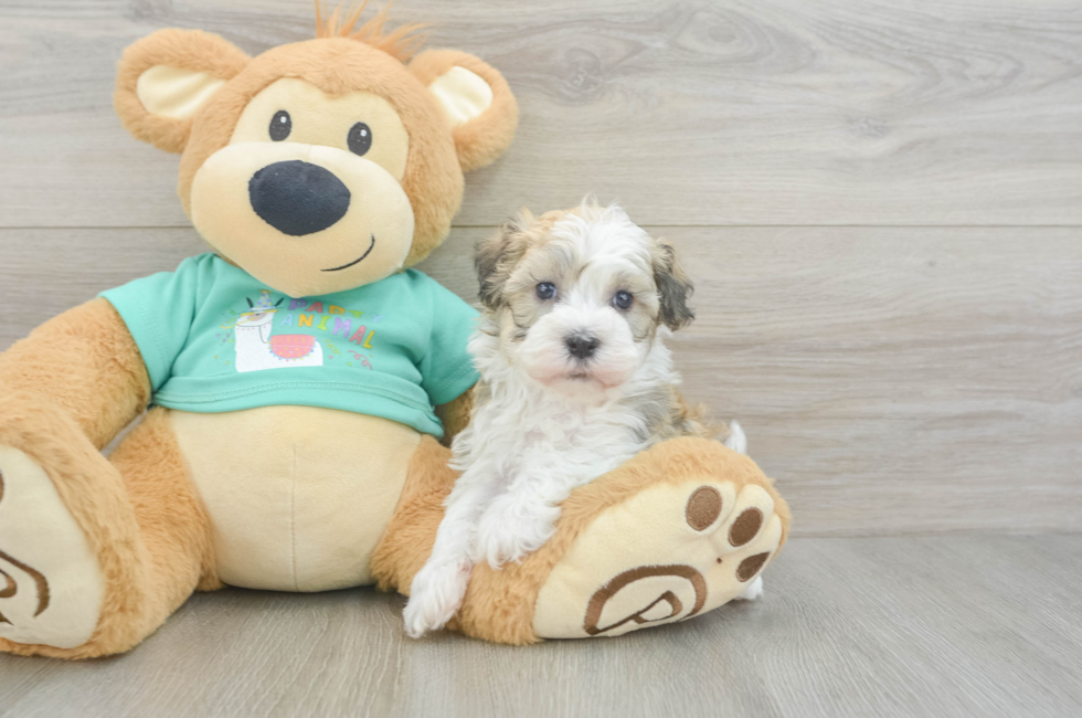 5 week old Havanese Puppy For Sale - Pilesgrove Pups