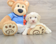 6 week old Havanese Puppy For Sale - Pilesgrove Pups