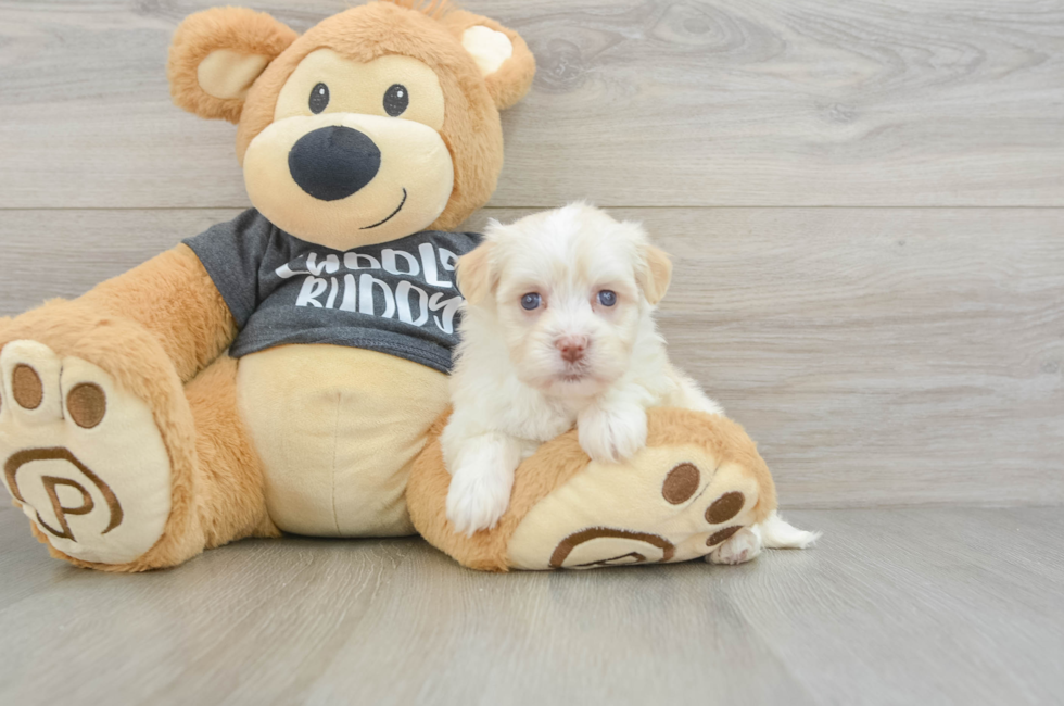 5 week old Havanese Puppy For Sale - Pilesgrove Pups