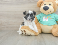 7 week old Havanese Puppy For Sale - Pilesgrove Pups