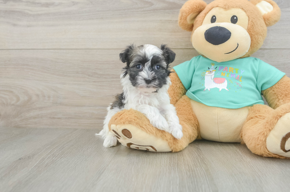 5 week old Havanese Puppy For Sale - Pilesgrove Pups