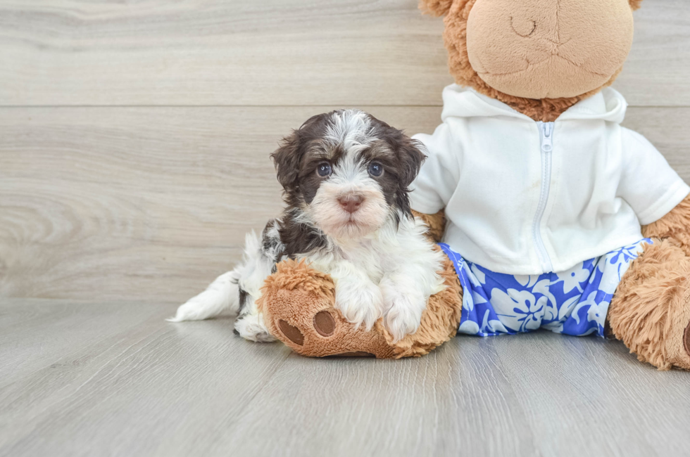 8 week old Havanese Puppy For Sale - Pilesgrove Pups