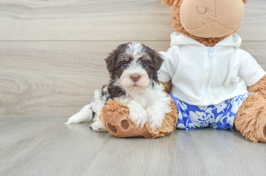 Havanese Pup Being Cute