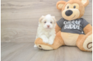 Sweet Havanese Cuban Bichon Purebred Puppy