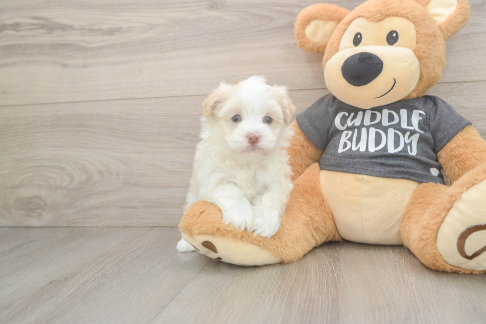 Sweet Havanese Cuban Bichon Purebred Puppy