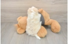 Petite Bichon Havanes Purebred Puppy