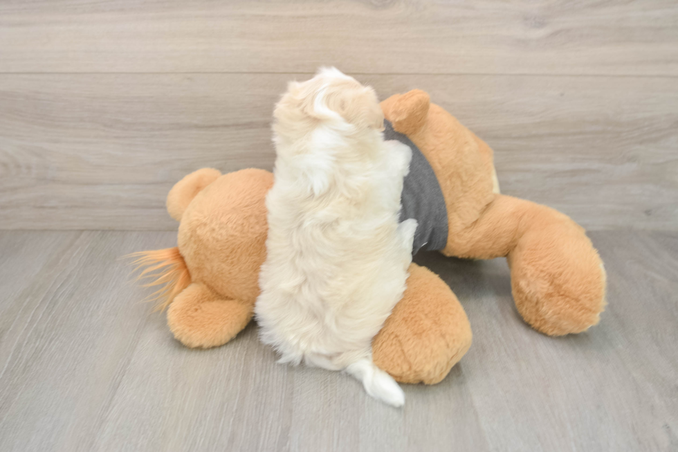 Petite Bichon Havanes Purebred Puppy