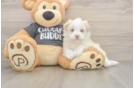Best Havanese Baby