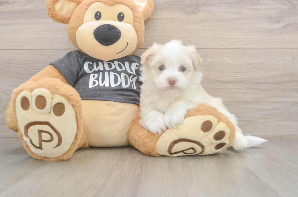 5 week old Havanese Puppy For Sale - Pilesgrove Pups