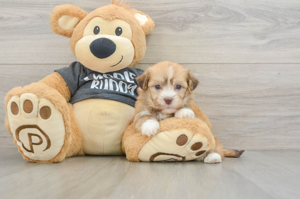 5 week old Havanese Puppy For Sale - Pilesgrove Pups